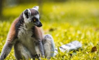 Halka kuyruklu Lemur yakın plan portrede oturuyor. çarpıcı sarı gözler, koyu yüz hatları, ve yumuşak kürk, bulanık, yemyeşil bir zemin üzerinde duran