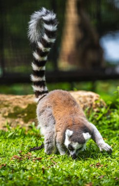 Halka kuyruklu lemur, Dehiwala Hayvanat Bahçesi 'nde yemyeşil bir çimenlikte yerde ararken, Sri Lanka.