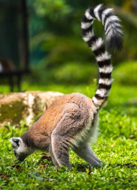 Halka kuyruklu lemur, Dehiwala Hayvanat Bahçesi 'nde yemyeşil bir çimenlikte yerde ararken, Sri Lanka.