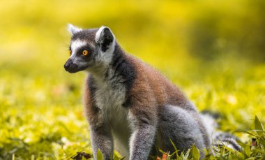 Halka kuyruklu Lemur yakın plan portrede oturuyor. çarpıcı sarı gözler, koyu yüz hatları, ve yumuşak kürk, bulanık, yemyeşil bir zemin üzerinde duran