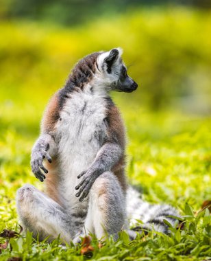 Halka kuyruklu lemur yemyeşil çimen portresinin üzerinde oturuyor. Dehiwala Hayvanat Bahçesi, Sri Lanka 'da siyah beyaz halkalı kuyruk, çarpıcı altın gözler ve yumuşak tüylü memeli.