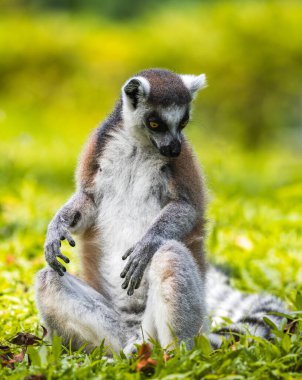 Halka kuyruklu lemur yemyeşil çimen portresinin üzerinde oturuyor. Dehiwala Hayvanat Bahçesi, Sri Lanka 'da siyah beyaz halkalı kuyruk, çarpıcı altın gözler ve yumuşak tüylü memeli.