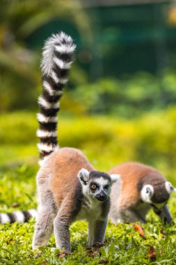 İki Halka Kuyruklu lemuru, Dehiwala Hayvanat Bahçesi 'nde yemyeşil çimenli bir ortamda yerde yiyecek arıyor, Sri Lanka.