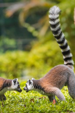 İki halka kuyruklu lemurlar, gür yeşil çimenler üzerinde yoğun, eğlenceli bir duruş içinde karşı karşıya, kuyrukları dik, belirgin siyah ve beyaz çizgiler, yumuşak bulanık doğal arka plan karşı