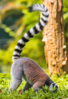 Halka kuyruklu lemur, Dehiwala Hayvanat Bahçesi 'nde yemyeşil bir çimenlikte yerde ararken, Sri Lanka.