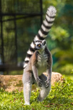 Halka kuyruklu Lemur, iki ayak üstünde durup yakın plan çekimde yiyecek arıyor..