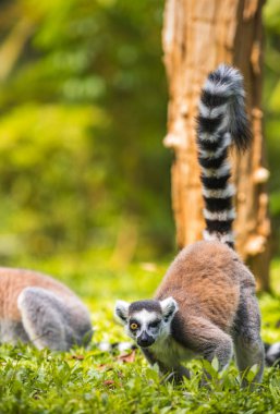 Halka kuyruklu Lemur göz kırpması, yerde yiyecek arıyor..
