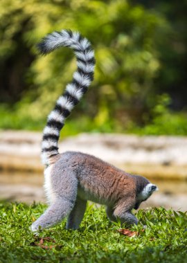 Halka kuyruklu Lemur 'un zemin tarafında yiyecek arayışı vardı..