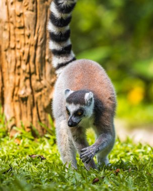 Halka kuyruklu Lemur 'un kuyruğu yerde yiyecek arayışıydı..