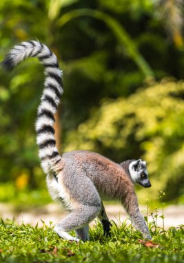Halka kuyruklu Lemur 'un zemin tarafında yiyecek arayışı vardı..