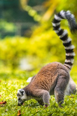 Halka kuyruklu lemur, Dehiwala Hayvanat Bahçesi 'nde yemyeşil bir çimenlikte yerde ararken, Sri Lanka.