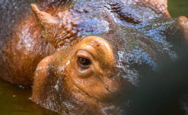 Suaygırı bulanık suya yarı dalmış, sadece gözleri, kulakları ve kafasının bir kısmı görülebiliyor.