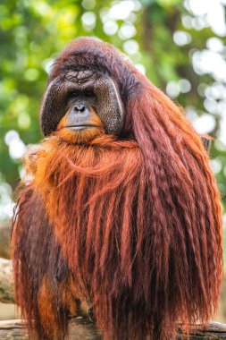 Görkemli orangutan portresi, yüz hatları çarpıcı ve uzun kırmızı kürklü, yemyeşil arka plan..