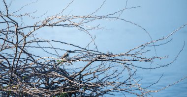 Pied Kingfisher (Ceryle rudis), Mannar, Sri Lanka 'daki sakin mavi suların üzerindeki kuru dallar üzerinde tetikte bekliyor.