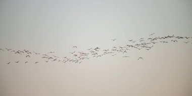 Bir kuş sürüsü açık gökyüzünde süzülüyor. Mannar, Sri Lanka üzerinde geniş bir düzende.