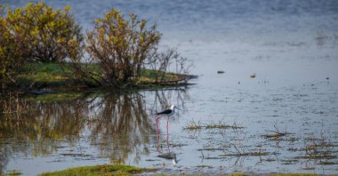 Mannar, Sri Lanka 'nın sulak alanlarındaki sığ sularda zarif bir şekilde yürüyen siyah kanatlı bir stilt. İnce pembe bacaklar ve yüzeye yansıyan keskin gagalar.