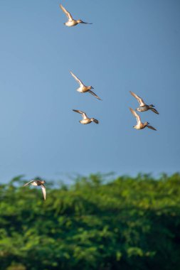 Bir Garganey ördek sürüsü Mannar, Sri Lanka 'nın yemyeşil yemyeşil gökyüzünün üzerinde zarif bir şekilde süzülüyor.,