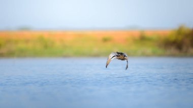 Bir Garganey ördeği (Spatula querquedula) Mannar, Sri Lanka 'daki bir gölün sakin sularından havalanır..
