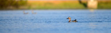 Yalnız bir Garganey ördeği, Mannar, Sri Lanka 'da yumuşak ve bulanık bir arka planla çerçevelenmiş bir gölün sakin mavi sularında huzur içinde yüzer. Minimum kompozisyon ve doğal ışıklandırma