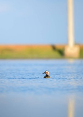 Yalnız bir Garganey ördeği, Mannar, Sri Lanka 'da yumuşak ve bulanık bir arka planla çerçevelenmiş bir gölün sakin mavi sularında huzur içinde yüzer. Minimum kompozisyon ve doğal ışıklandırma
