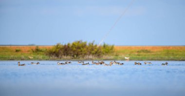 Büyük bir Garganey ördek sürüsü (Spatula querquedula) Mannar, Sri Lanka 'nın sakin mavi sularında süzülür. Göçmen su kuşları huzur içinde yiyecek arıyor ve uyum içinde hareket ediyorlar.