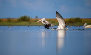 Spot gagalı pelikan, sakin bir gölcük su yüzeyine nazikçe inerken kanatları tamamen açılır ve altında su fışkırır.