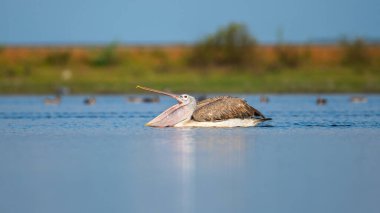 Mannar, Sri Lanka 'nın sakin sularında yüzerken gagası açık benekli bir pelikan.