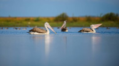 Bir grup benekli pelikan, Mannar, Sri Lanka 'da, sakin mavi yansımalar ve yemyeşil bir zemin ile çevrili suda sakince yüzüyor.