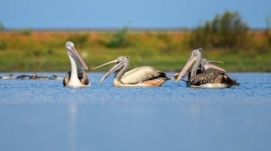 Bir grup benekli pelikan, Mannar, Sri Lanka 'da, sakin mavi yansımalar ve yemyeşil bir zemin ile çevrili suda sakince yüzüyor.