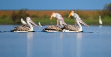 Bir grup benekli pelikan, Mannar, Sri Lanka 'da, sakin mavi yansımalar ve yemyeşil bir zemin ile çevrili suda sakince yüzüyor.