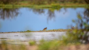 Suda yüzen bir kuş olan Actitis hypoleucos, Mannar, Sri Lanka 'da sığ bir havuzda bulunur..