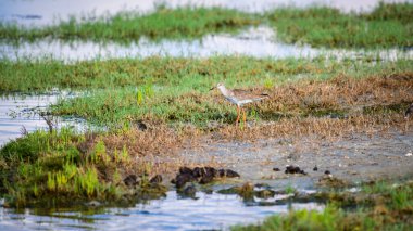 Turuncu bacakları ve benekli bir bedeni olan Redshank kuşu sığ sularda avını aramak için bataklıklarda dikkatlice dolaşır. Mannar, Sri Lanka 'da yakalandı