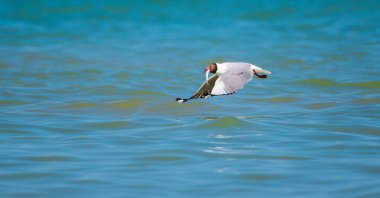 Kahverengi başlı bir martı (Chroicocephalus brunnicephalus), açık mavi sularda süzülerek, gagasında taze yakalanmış bir balığı tutar.