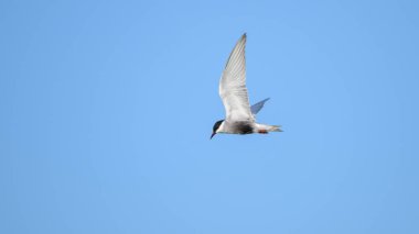 Siyah şapkalı bıyıklı Tern açık mavi gökyüzünde süzülüyor.