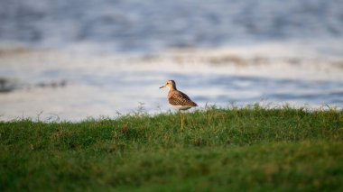 Orman işçisi Talaimannar, Sri Lanka 'daki çimenli kıyı şeridinde zarifçe duruyor.