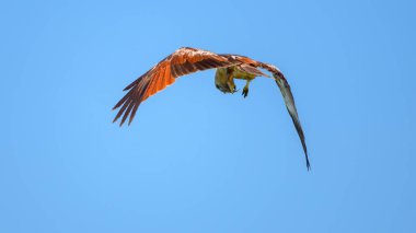 Yırtıcı kuş, uçarken bir balığı yakalar ve yer. Kanatları açık mavi gökyüzüne karşı çeviklik ve hakimiyet göstergesi olarak açılır.