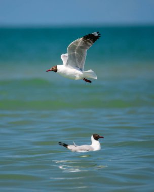 Kahverengi başlı martı (Chroicocephalus brunnicephalus) turkuaz denizin üzerinde süzülürken, bir diğeri Talaimannar, Sri Lanka 'da huzur içinde yüzer.