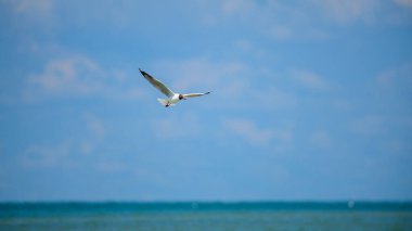 Kahverengi başlı bir martı (Chroicocephalus brunnicephalus) Talaimannar, Sri Lanka 'nın mavi gökyüzüne tamamen uzanmış kanatlarıyla havada süzülür.