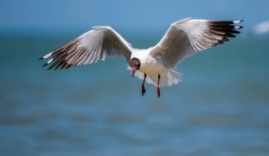 Kahverengi başlı bir martı (Chroicocephalus brunnicephalus) kanatlarını tamamen açarak havada asılı durur.
