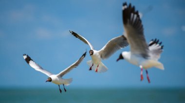 Üç kahverengi başlı martı (Chroicocephalus brunnicephalus) Talaimannar, Sri Lanka 'da denizin üzerinde uçar.