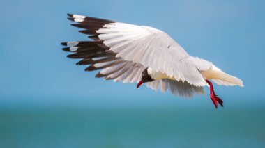 Kahverengi başlı martı (Chroicocephalus brunnicephalus) dinamik bir orta-hava dalışı sırasında, kanatları tamamen genişlemiş ve başı aşağıya doğru dönük, çarpıcı tüylerini ve çevikliğini göstermektedir.