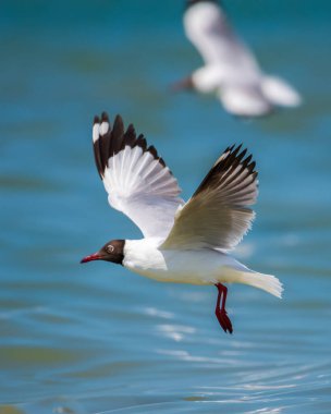 Kahverengi başlı bir martı, balık tutmaya çalıştıktan sonra havalanıyor..