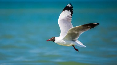 Kahverengi başlı bir martı (Chroicocephalus brunnicephalus) suda zahmetsizce süzülür..