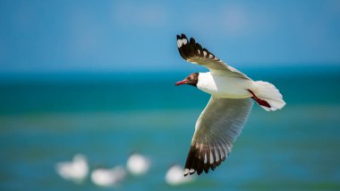 Kahverengi başlı bir martı (Chroicocephalus brunnicephalus) suda zahmetsizce süzülür..