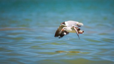 Genç kahverengi başlı martı, yeni yakalanmış bir balığı gagasında tutuyor. Başarılı avının bir anı.