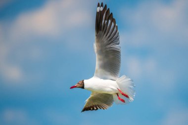 Martı açık mavi gökyüzünde süzülür Talaimannar, Sri Lanka üzerinde, kanatları zarif ve kırmızı bacakları havada uzanır.