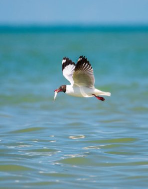 Kahverengi başlı bir martı, yeni yakalanmış bir balığı gagasında tutuyor. Başarılı avının bir anı.