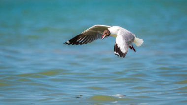 Kahverengi başlı bir martı, yeni yakalanmış bir balığı gagasında tutuyor. Başarılı avının bir anı.