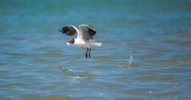 Kahverengi başlı martı, gagasında taze bir balıkla suyun yüzeyinden yükselir..