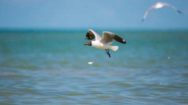 Kahverengi başlı martı dalıştan sonra balığa yetişemeden havalanıyor. Küçük balık gagasından kayar ve altına düşer.